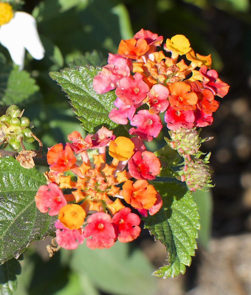 lantana-eat-the-weeds-and-other-things-too