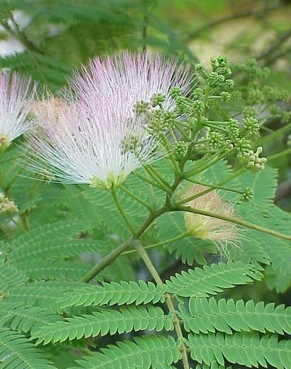 mimosa tree poisonous to dogs