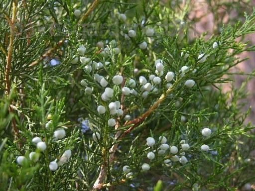 juniper toxic to dogs