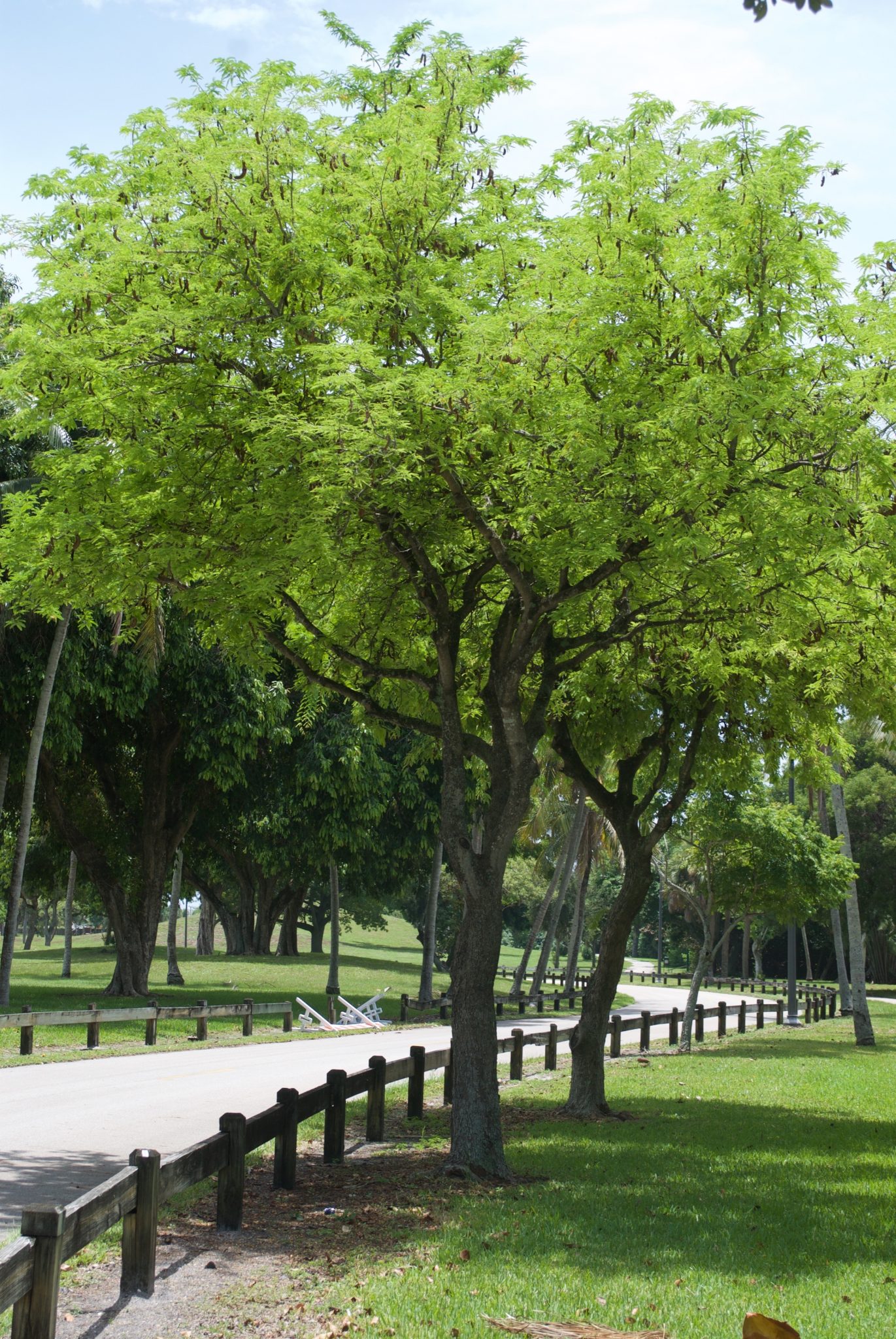 tamarind-eat-the-weeds-and-other-things-too