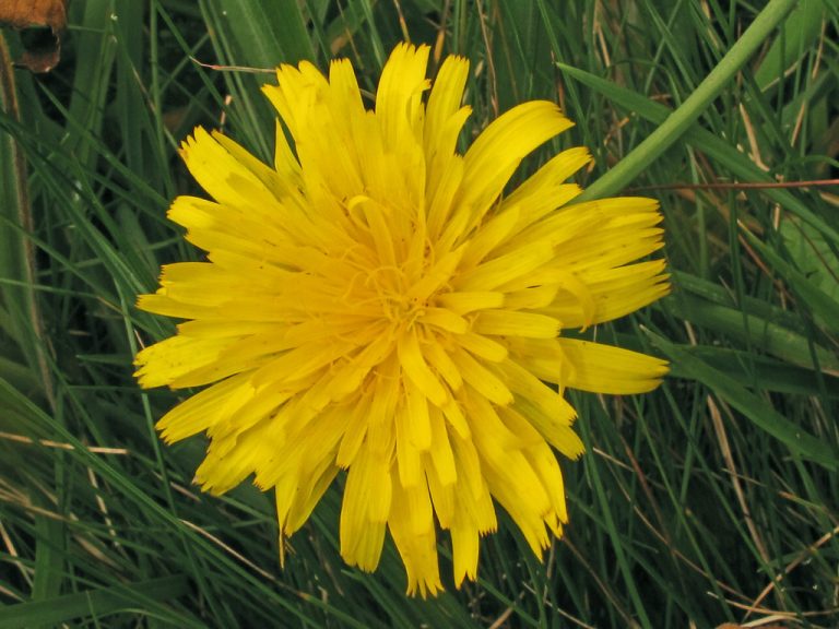 False Dandelions For Lunch - Eat The Weeds and other things, too