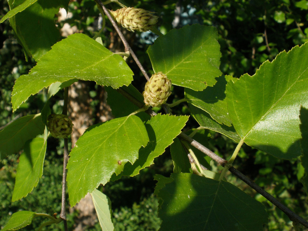 black birch tree identification