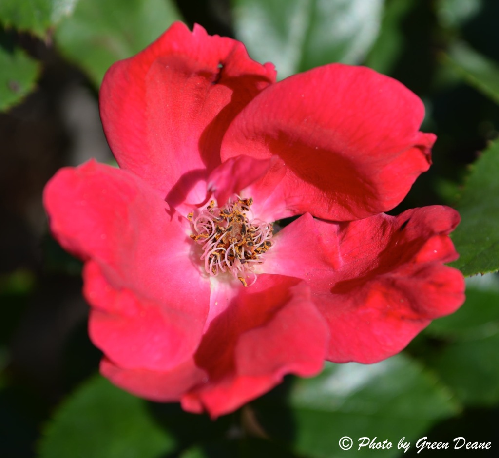 Are Wild Roses Edible 