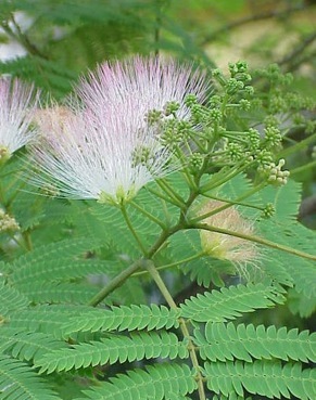 Mimosa Silk Tree Eat The Weeds And