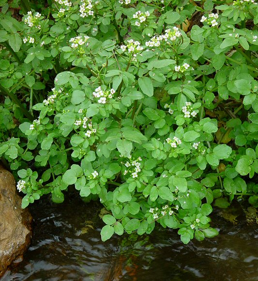 Water Cress (Nasturtium officinale), The Aromatic