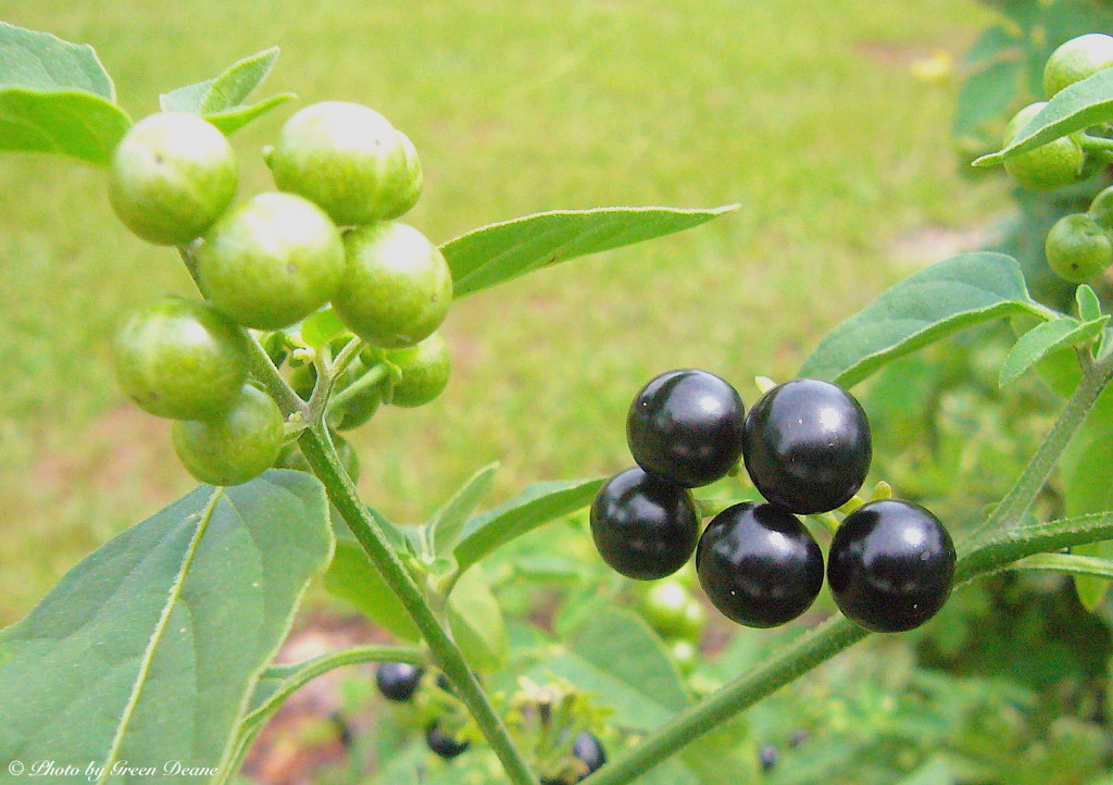 American Nightshade: Much Edible - The Weeds and other things, too