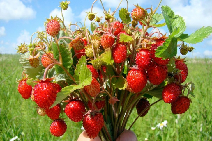 How to Grow Wild Strawberry (Fragaria virginiana)