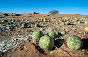 Tsamma melons (Citrullus ecirrhosus). Sesriem. Namibia. - Eat The Weeds ...