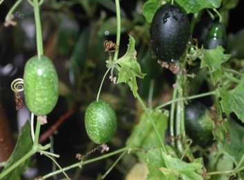 10 Cucamelon Vine Seeds, Mouse Melon, Tiny Cucumbers, Melothria