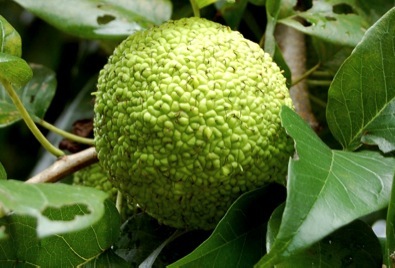 Osage Orange - Eat The Weeds and other things, too