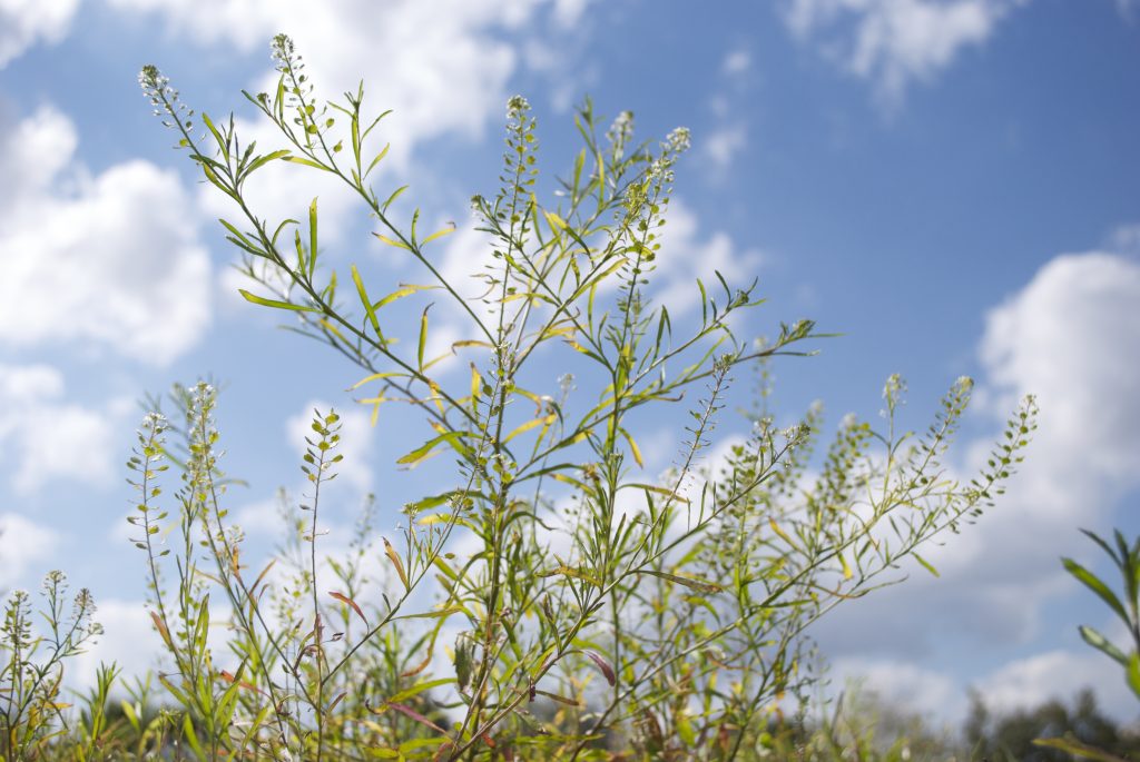 Wildflower: Shepherd's Purse (Capsella bursa-pastoris), Pine Creek Rail  Trail