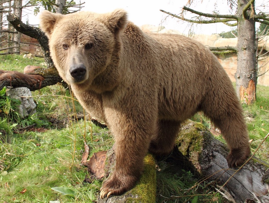 Medvěd_plavý_(Ursus_arctos_isabellinus) - Eat The Weeds and other ...