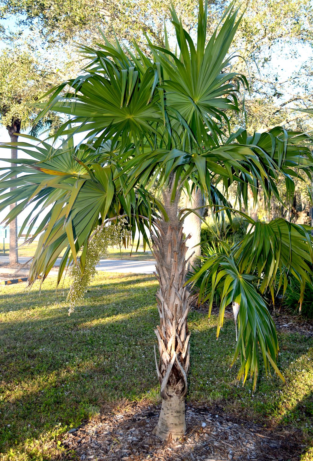 Florida Thatch Palm - Eat The Weeds and other things, too