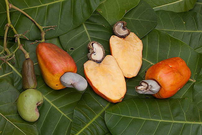 Collecting Cashews - Eat The Weeds other things, too